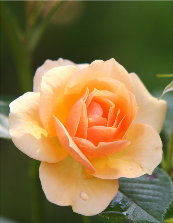 Zusehen ist eine einzelne rosafarbene Rosenblüte