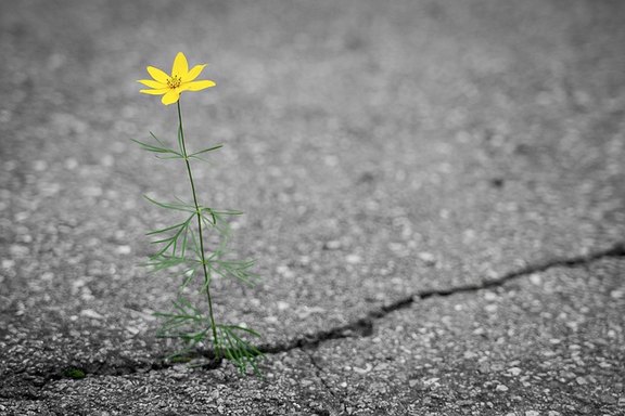 Eine gelb blühende Blume wächst aus einem Spalt in einer Straßendecke.