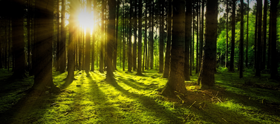 Dicht stehende große Bäume in einem Wald, der Boden ist mit Moos bedeckt, die Sonne strahlt tierstehend von links durch die Bäume