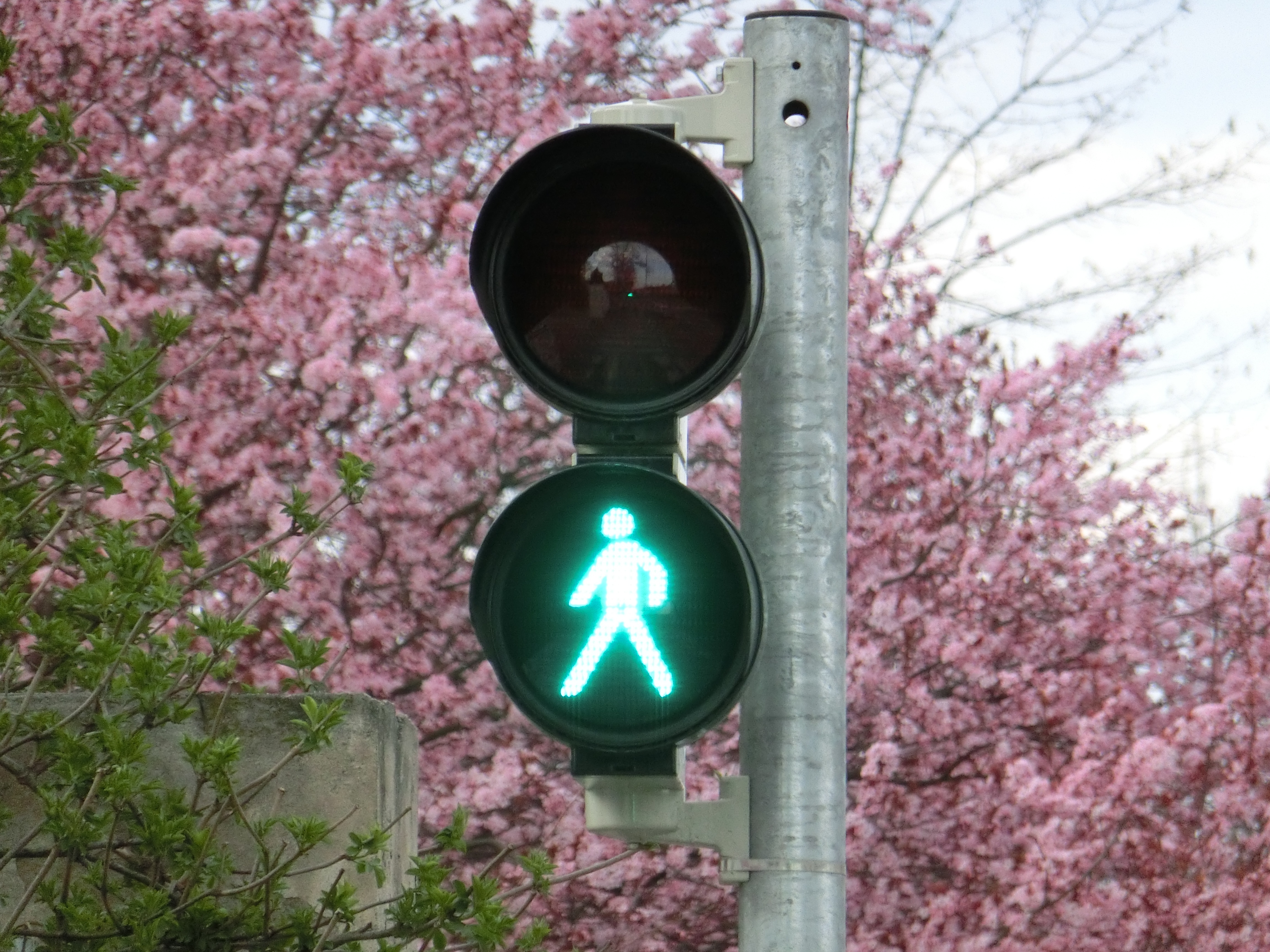 Das Bild zeigt eine Fußgängerampel, die auf grün steht